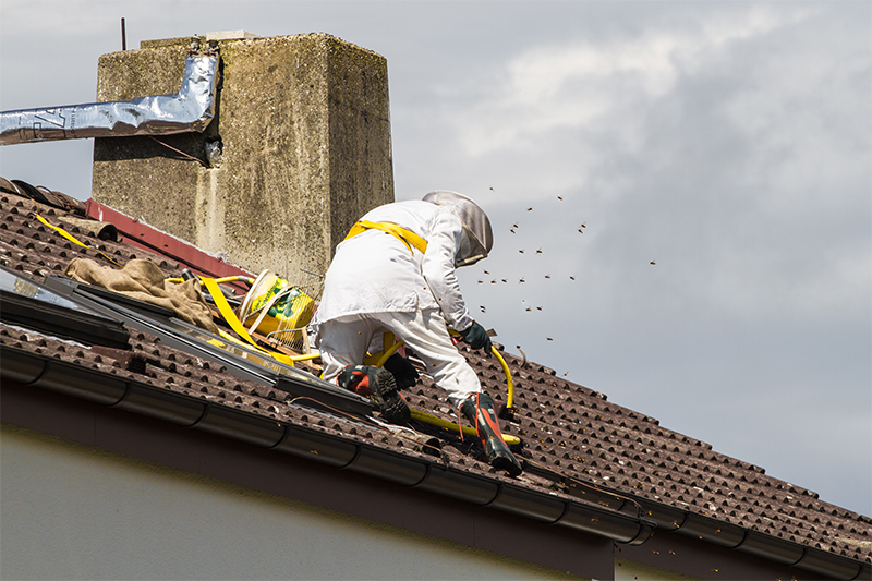 Bee Pest Control in Swindon Wiltshire