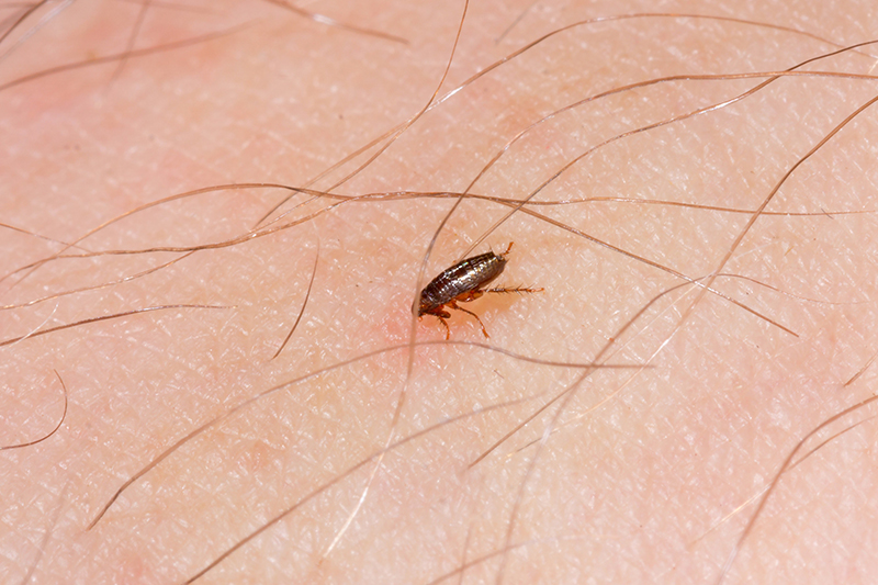 Flea Pest Control in Swindon Wiltshire