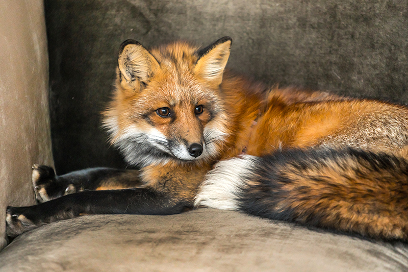 Fox Pest Control in Swindon Wiltshire