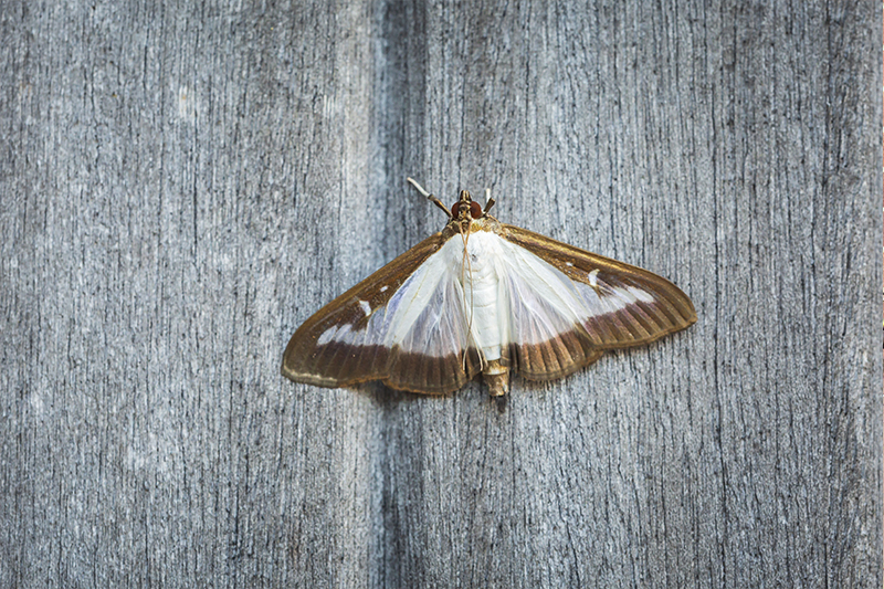 Moth Pest Control in Swindon Wiltshire
